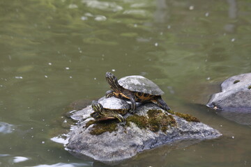 Fototapeta premium Turtle