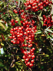 Red berries on Heavenly Bamboo Nandina Shrub