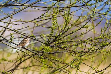 新芽が芽吹く枝にとまるカシラダカ