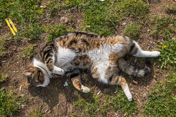 Cat lying and sleeping on the grass in beautiful weather at the coast of Bostanli in Izmir, Turkey.