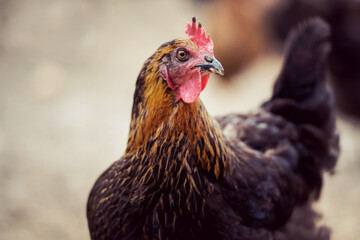 Free range black hen chicken