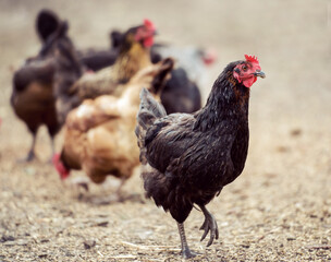 Free range black hen chicken