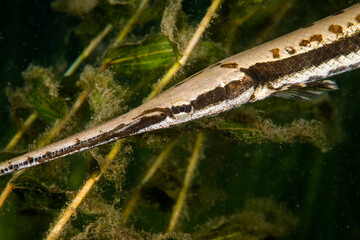 Longnose gar swimming underwater in the St. Lawrence River.