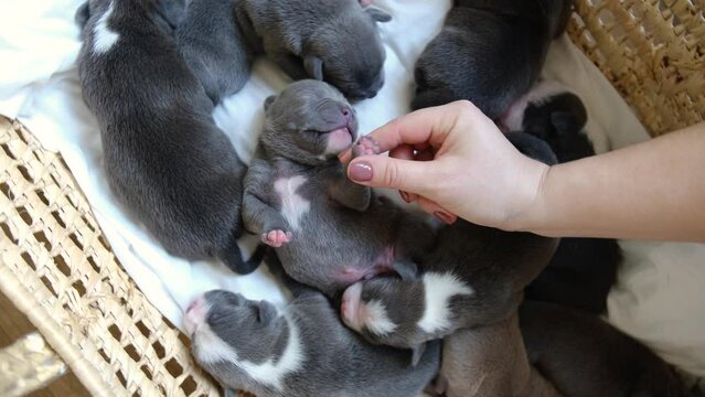 Raising American Bully Puppies. Sleeping in a wicker basket are some cute and little blue bully puppies. Hands holding a puppy