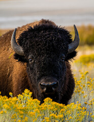 american bison in the field © Gustavo