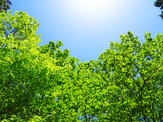 Fototapeta premium 樹木と青空