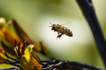 bee on yellow flower