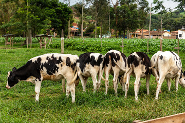 Calves confined in a dairy farm. Brazil