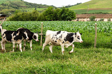 Calves confined in a dairy farm. Brazil