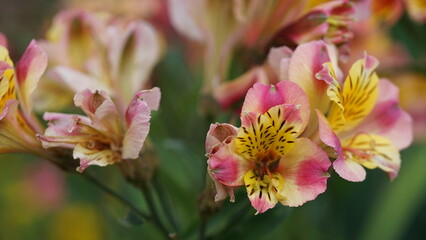 Obraz premium Flower