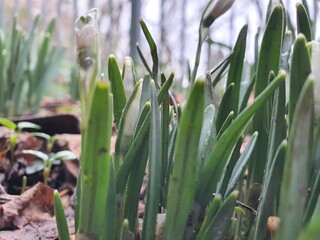 Obraz premium tulip flower