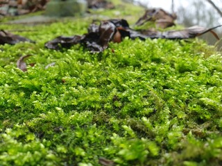 moss with dew