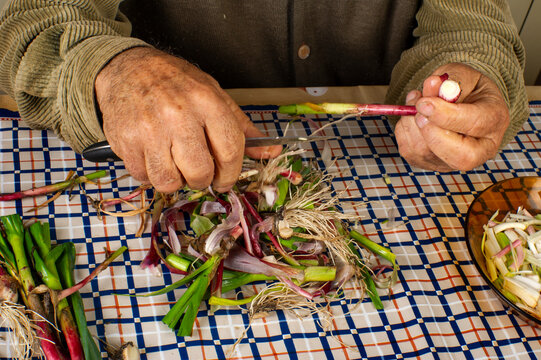Manos de hombre mayor senior limpiando y preparando ajos tiernos recien cogidos del huerto sobre mantel de cuadros