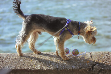 Yorkshire terrier dog on a leash walks along a parapet against the blue sea water. A small doggy, puppy walking outside in summer day. Vacation, travel with a lapdog on the seaside. Sunglasses.