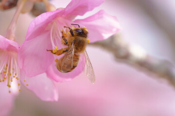 河津桜にミツバチ