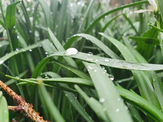 Obraz premium dew drops on grass