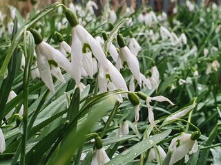 snowdrops in spring