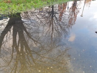 tree in the water