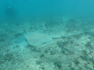 Fototapeta premium raya-látigo