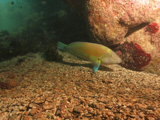 pez Labridae