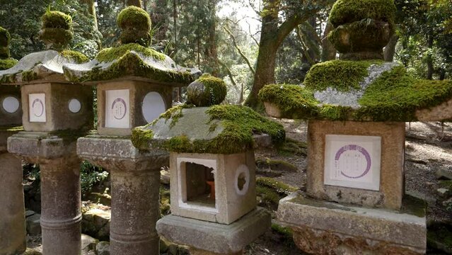 Japanese stone lanterns in a Kasuga Taisha shrine covered with moss. High quality FullHD footage