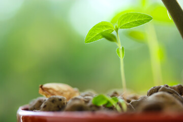 Sprouts macro shot in brown pot. Green young plant sprouting from ground sprouting and reaching up. A symbol of nature's rebirth in spring. Ecology, nature concept. Selective focus and space for text.