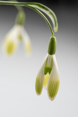 Snowdrop flowers with green lines on outer segments 