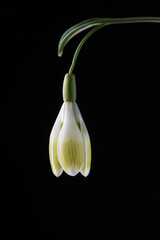 Snowdrop flower with green lines isolated on black background