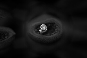 Diamond Earring In a Gum Nut