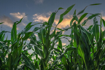 cornfield with view from the ground cordoba argentina