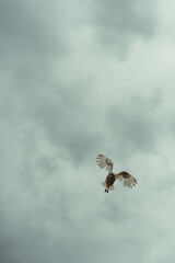 owl flight with cloud background