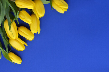 bouquet of yellow tulips on a dark blue background, flat lay,copy space
