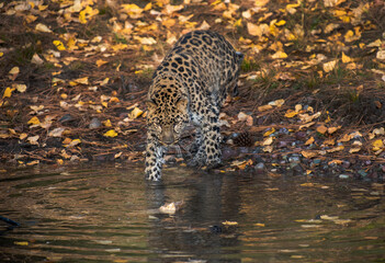 Amur Leopard © Chris