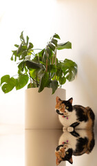 Cute tri color cat is sitting near flower pot with monstera on white background. Pet and flowers in pots. Vertical photo.