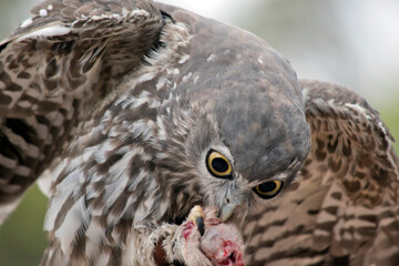 the barking owl is eating a rat