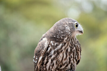 the barking owl has yellow eyes and brown and white feathers