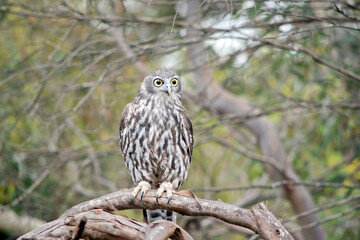 the barking owl is perched on a tree branch