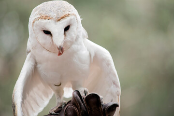 the barn owl has a white body with a heart shaped face