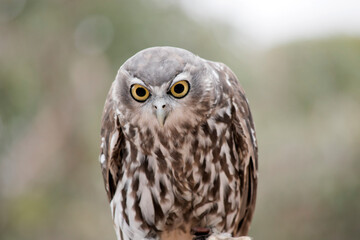 the barking owl gets it name as it sound like a dog barking
