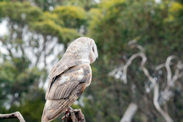 this is a view from the back showing the brown feathers
