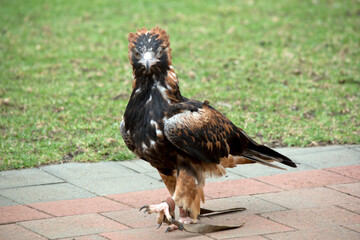 the black breasted buzzard is walking on pavers