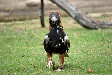 the black breasted buzzard is a large bird and is sometimes mistaken for an eagle