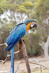 the blue and gold macaw is perched on a branch