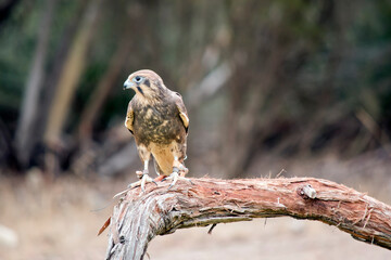 the brown falcon is perched on a tree branch