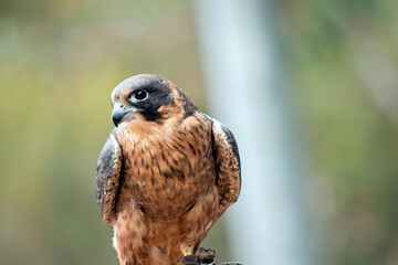 the brown falcon can catch its prey while flying