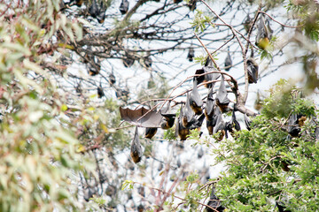 there are hundreds of fruit bats on tree at the botanical gardens