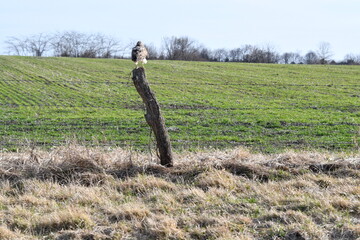 Hawk on a Fence Post by a Field