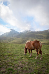 Fototapeta na wymiar hispanic breton horse grazing in the pastures of the pyrenees, with the mountains in the background with clouds covering their peaks, vertical