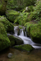Obraz premium deep forest and waterfall with green moss covered rocks