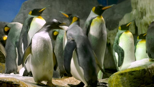 Emperor Penguins with chicks close up. High quality 4k footage.